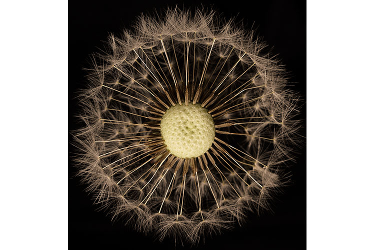 Dandelion seeds