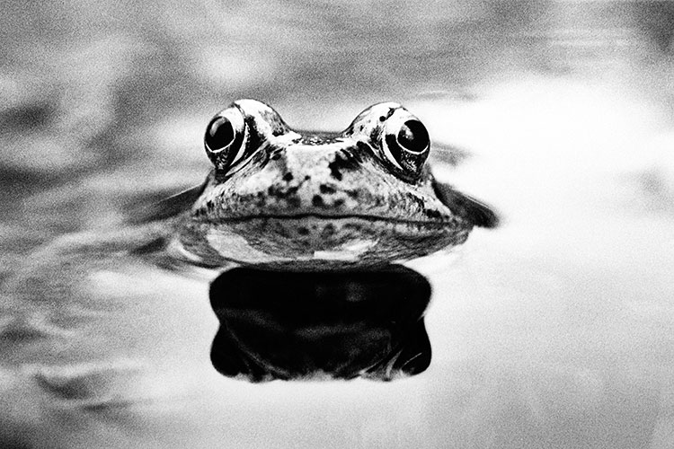 Common frog- Rana temporaria