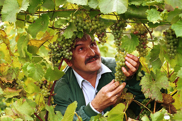 Autumn grape harvest