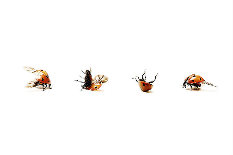 Crashlanding  ladybird