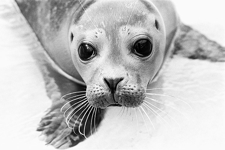 Common seal pup, Norfolk
