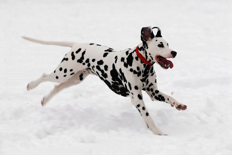 Snowdog