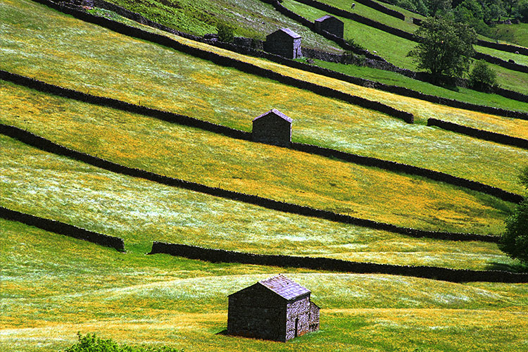 Barns & walls at Swaledale, Yorkshire