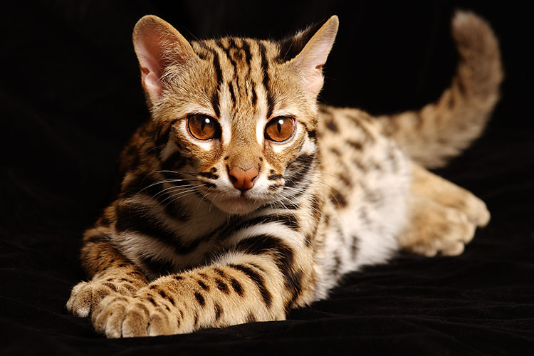 Bengal tiger cat