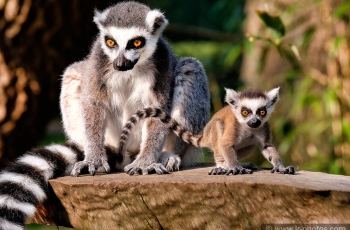 A baby ring tailed lemur & mother at Woburn Safari Park